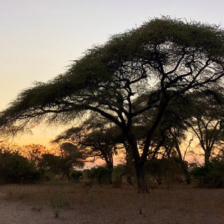 Rukwa at dusk